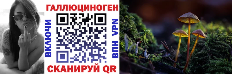 Галлюциногенные грибы Psilocybe  Ачхой-Мартан 